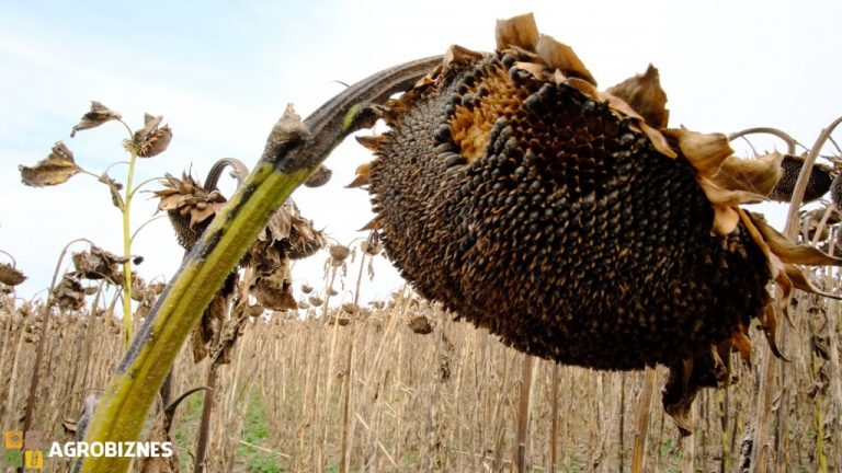 Rusia finalizează recoltarea oleaginoaselor în acest an