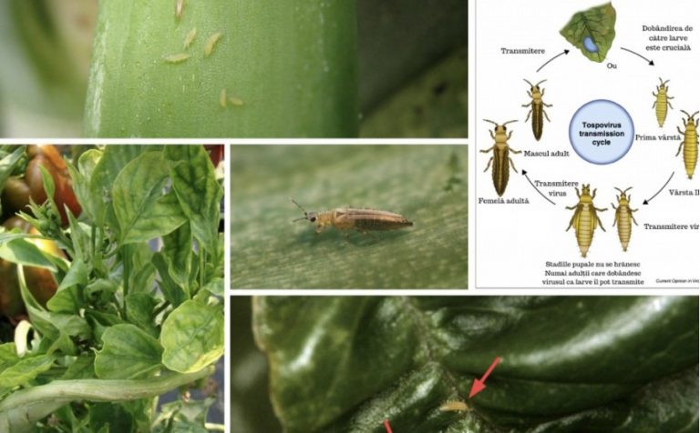 Tripșii, transmițători ai virusurilor la plante
