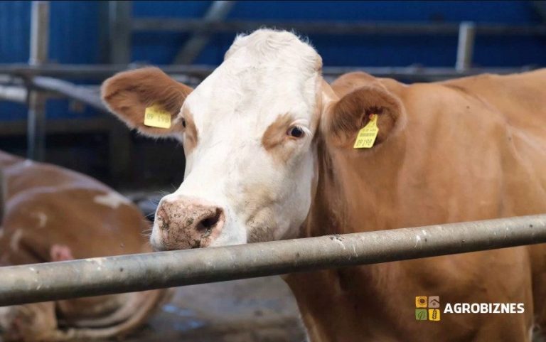 Rasa de vaci Simmental – descriere și norme de întreținere