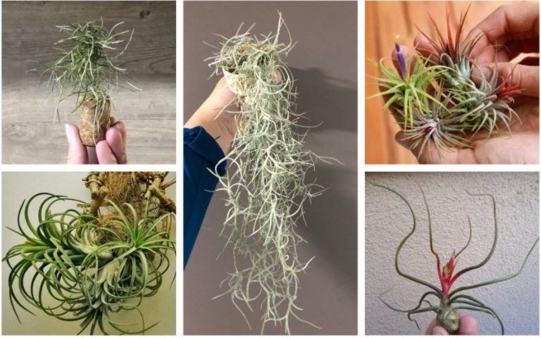 Tillandsia – planta aeriană, cum crește și se îngrijește