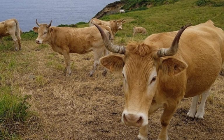 Babesioza – cea mai periculoasă boală transmisă de căpușe la animale