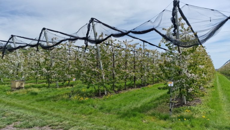 În Moldova va fi creat Oficiul horticol