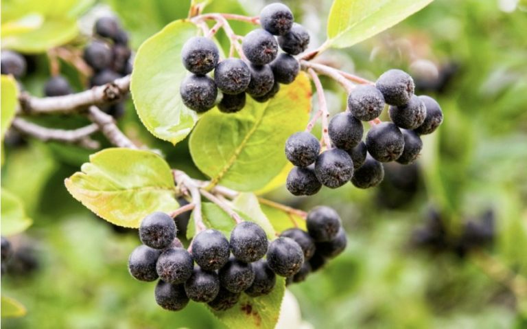 Aronia – beneficii, soiuri, plantare și îngrijire