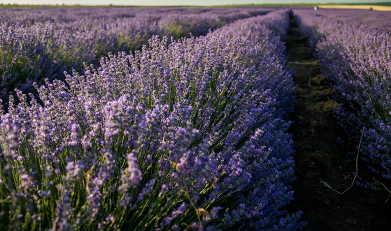 Cinci producătoare și-au unit eforturile pentru a dezvolta afacerile cu plante aromatice: Dorim să exportăm