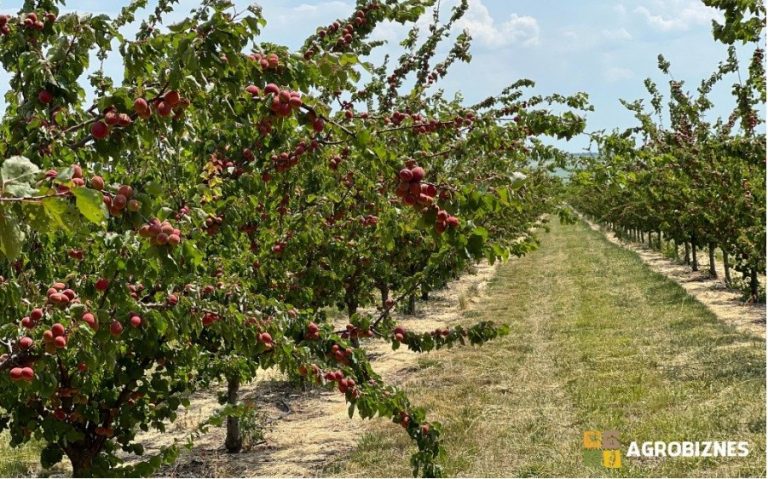 Fertilizarea radiculară și foliară la cais