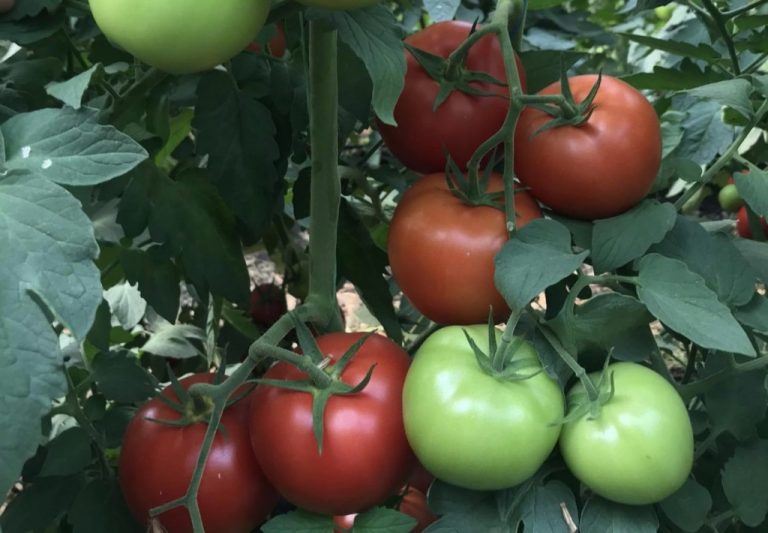 Tomate crescute în grădină: 13 sfaturi pentru recolte bogate