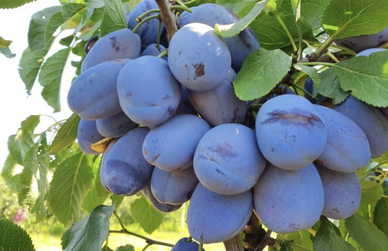 Republica Moldova a exportat un volum record de prune în luna septembrie