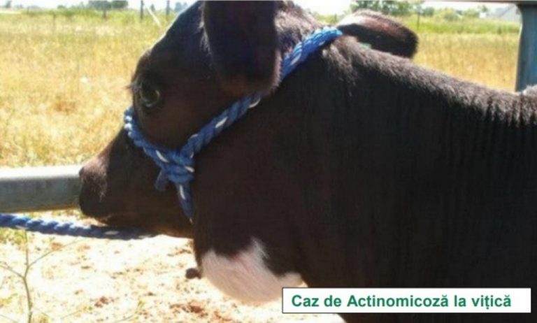 Actinomicoza la bovine, porcine și alte animale – simptome, prevenire