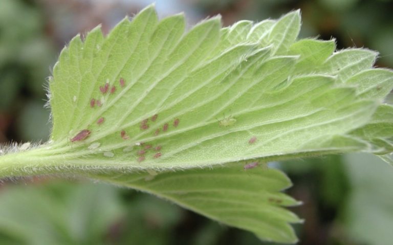 Planta cultivată lângă căpșun pentru a combate afidele cu ajutorul prădătorilor naturali