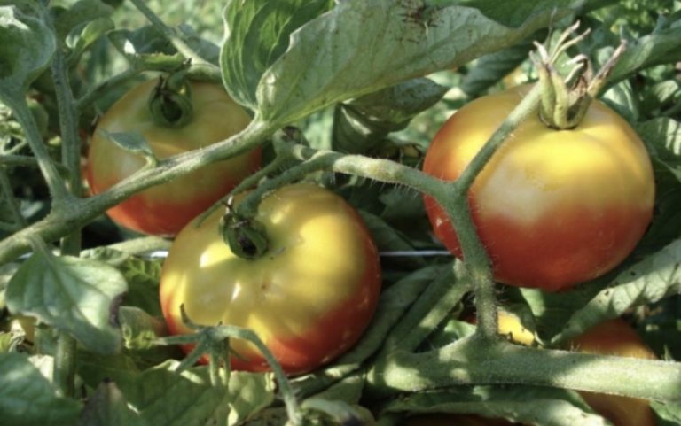 Umeri verzi la tomate – cauzele apariției, cum evităm problema