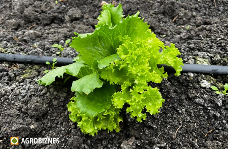 Salata – sfaturi pentru cultura de toamnă și iarnă