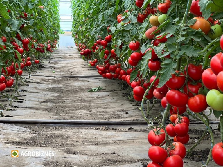 Seminar: Tehnologii de creștere a castraveților și tomatelor în sere și în câmp deschis