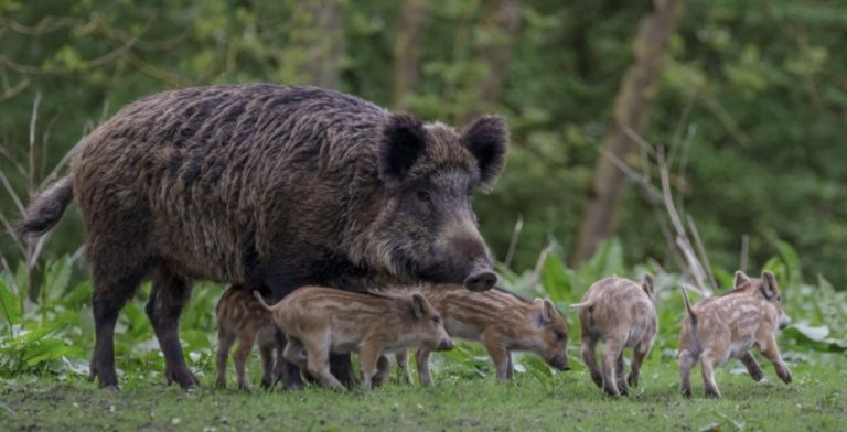 Cum creștem, îngrijim și hrănim un porc mistreț ca afacere