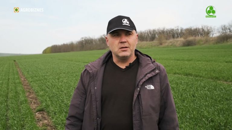 VIDEO. Voinic, Storița și Pokrovska – soiurile de grâu cu cele mai înalte recolte în cadrul Agrostoc-Prim