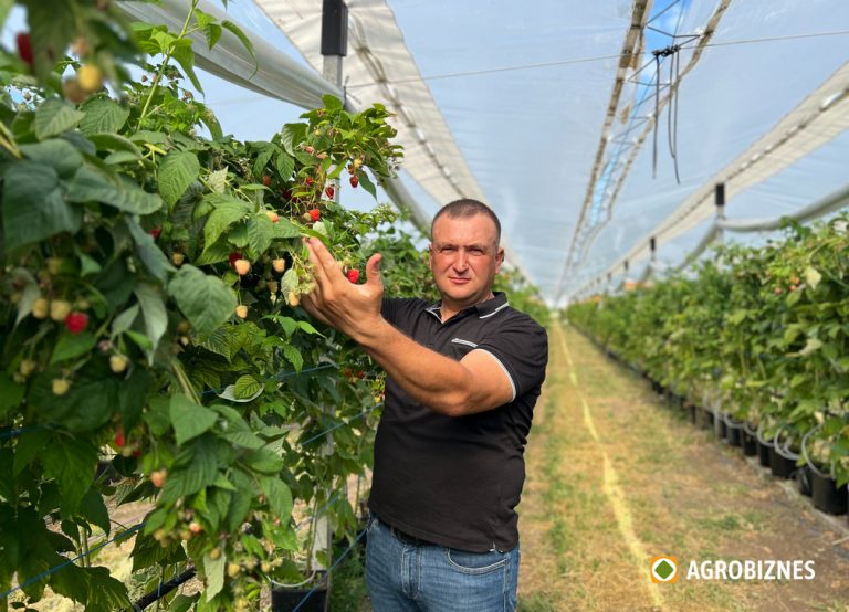 Oleg Mereacre: Zmeurul plantat în ghiveci ne oferă mai multe avantaje. Consumul de apă – de până la zece ori mai mic, recolta mai calitativă