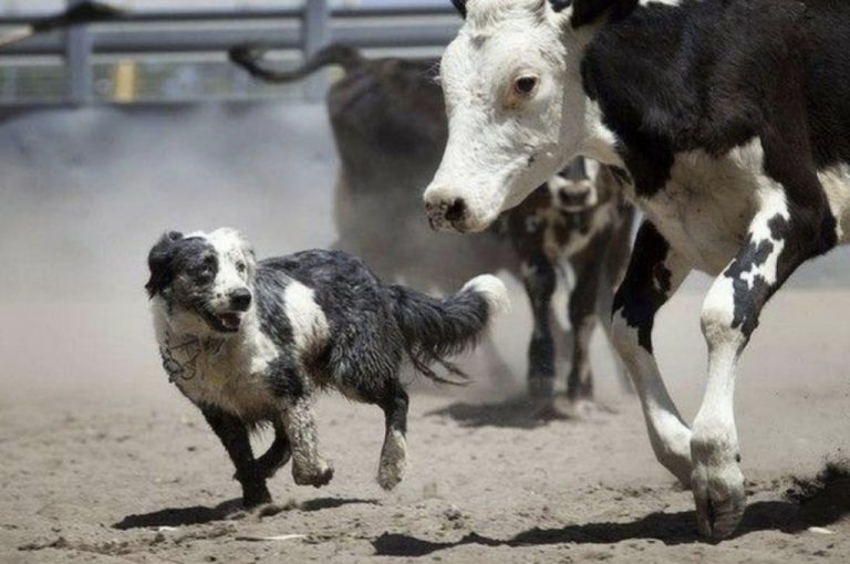 Border Collie – una dintre cele mai inteligente rase de câini. Vezi condiții de întreținere