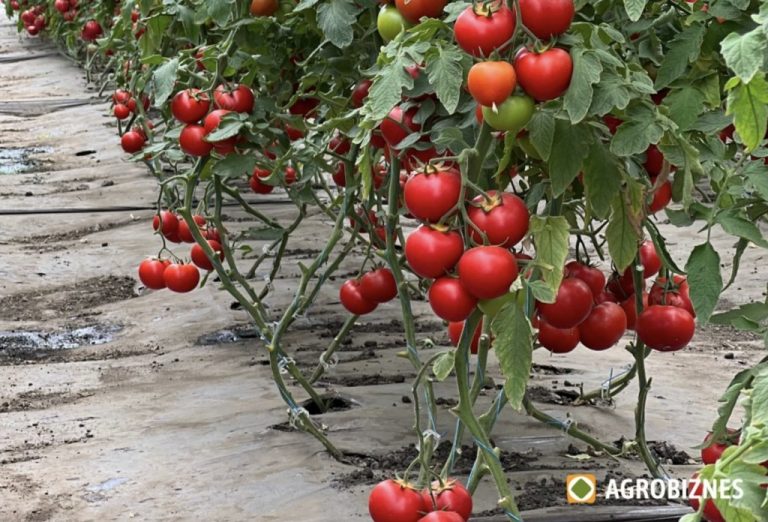 Defolierea tomatelor – care frunze și când se înlătură