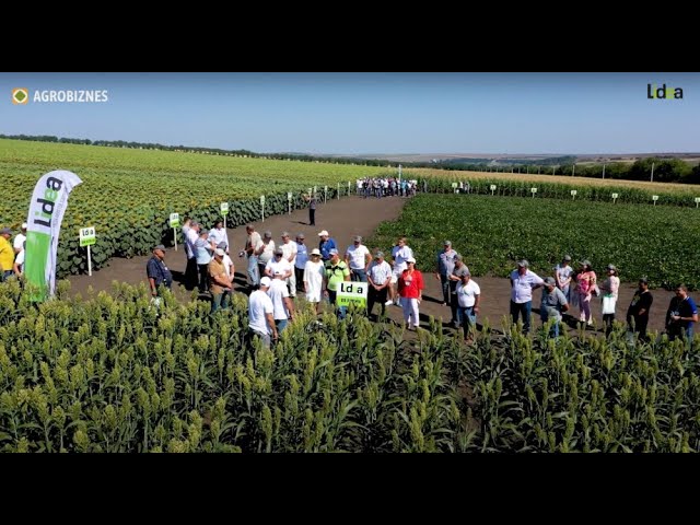 VIDEO. Lidea lansează pe piața Moldovei primul hibrid de sorg tolerant la nicosulfuron