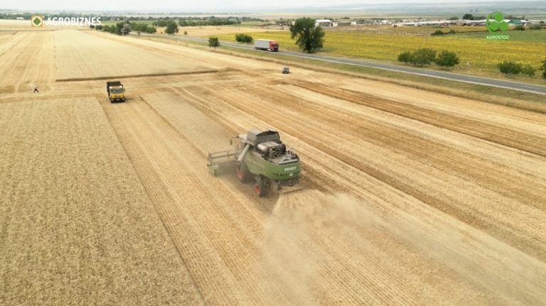 VIDEO. NATCUBI-AGRO prezintă recoltele la opt soiuri de grâu marca C.Î. Agrostoc