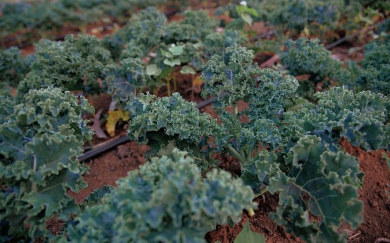 Varza Kale – sfaturi la cultivare