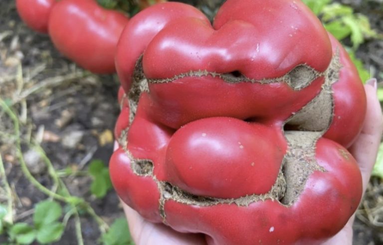 Tomate deformate – cauze, cum evităm problema