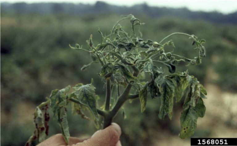 Boala frunzelor de ferigă la tomate – simptome, prevenire