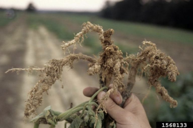 Nematozii, dăunători ce provoacă ofilirea plantelor, formarea galelor pe rădăcini