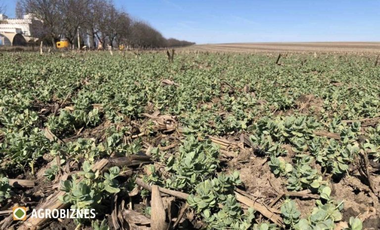 Controlul buruienilor în sistemul No-Till