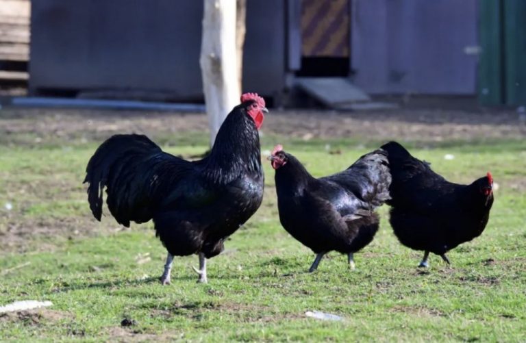 Găinile Australorp – poze, descriere, norme de întreținere