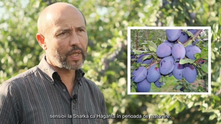 VIDEO. Soiuri și recomandări la producerea prunelor pentru piața europeană