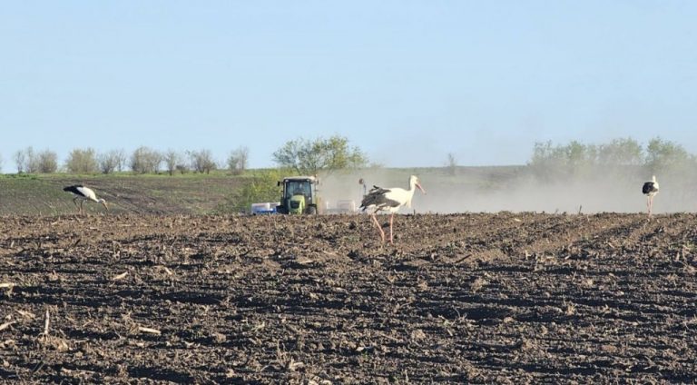 Statul va oferi credite producătorilor de cereale pentru a acoperi cheltuielile la lucrările agricole