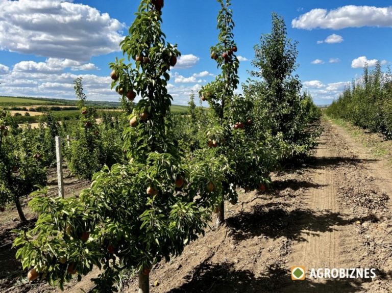 Tăierea pomilor de păr. Forma de coroană Fus zvelt ameliorat