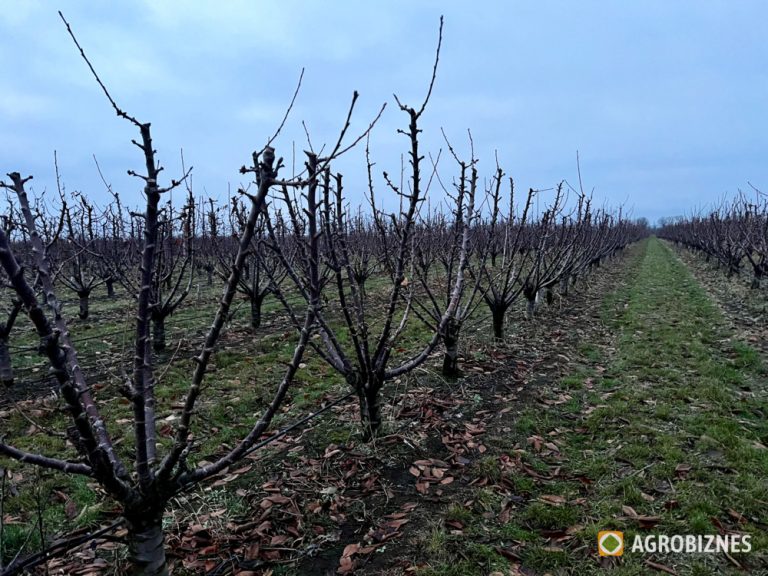 Tăieri la cireș. Tufa spaniolă – reguli de formare