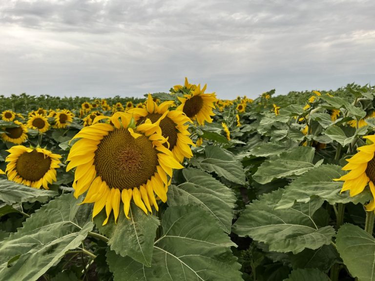 Top 6 hibrizi de floarea soarelui Nuseed recomandați pentru 2024