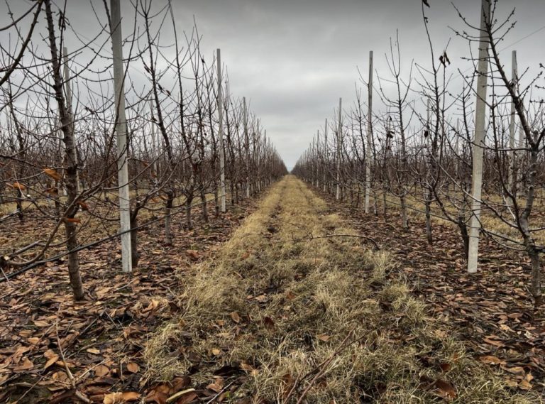 Reguli de bază la tăierea pomilor fructiferi