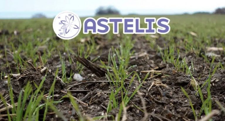 Astelis ® – stimulează înfrățirea cerealelor de toamnă pentru recolte bune