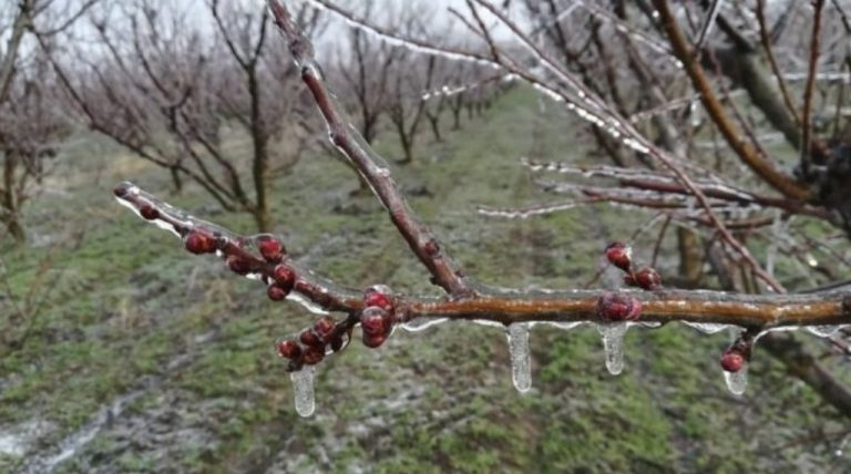 Regenerarea pomilor afectați de înghețuri și temperaturi scăzute