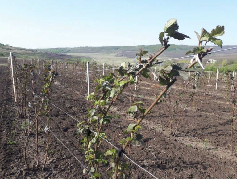 Lucrări și tratamente la arbuști fructiferi primăvara