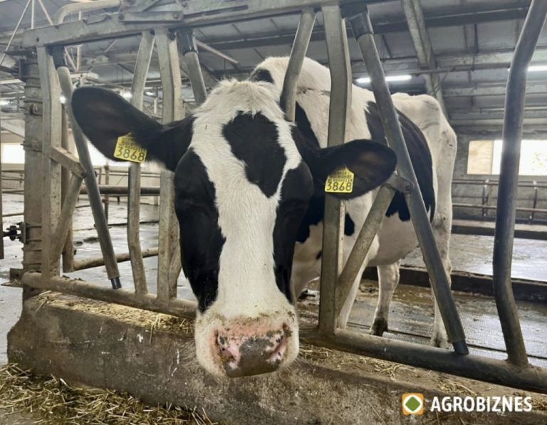 Vaca Holstein – cea mai productivă rasă de vaci din lume