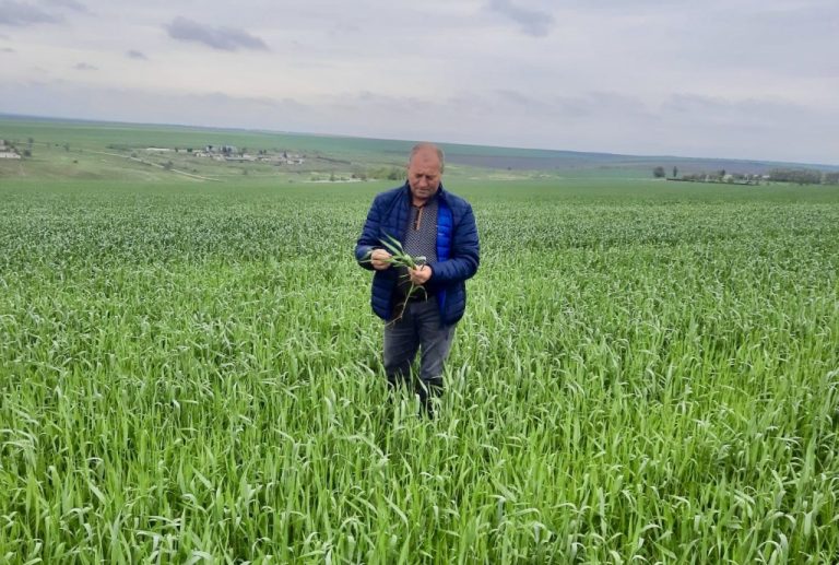 Sergiu Ciobanu, agronom: Am aplicat Nativo Pro la grâu pe toate 850 de ha. Rezultatele sunt foarte bune