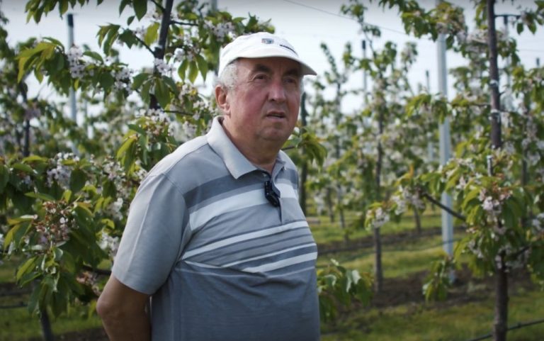 Vasile Tașcă împreună cu cei 6 copii au plantat o livadă de cireș: În 2023 am avut primul export în Spania