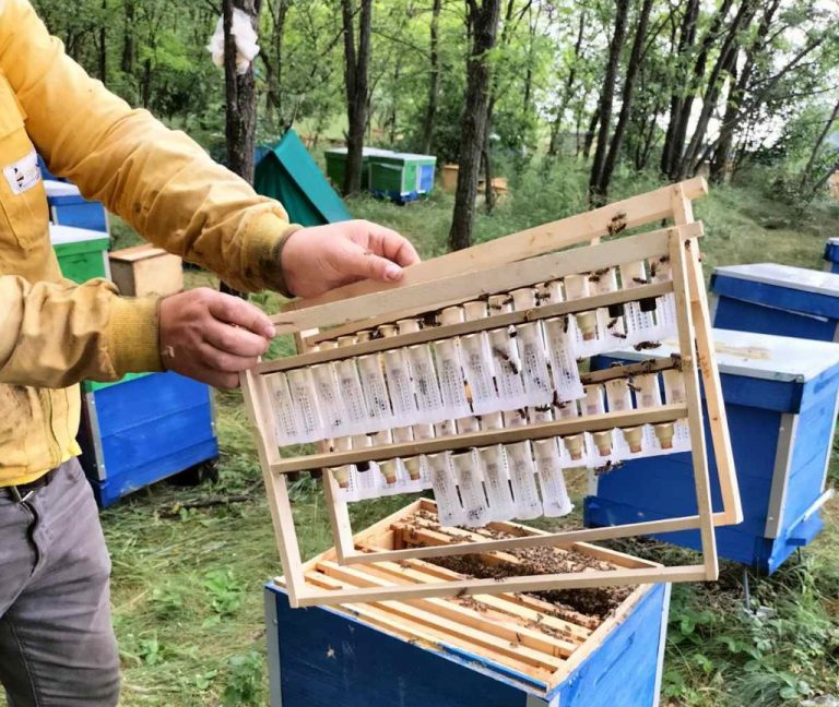 Comercializarea ilicită a reginelor de albine, în vizorul inspectorilor ANSA