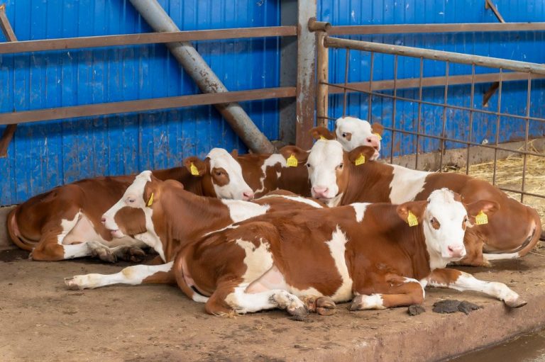 Livada Moldovei anunță licitație pentru Proiectarea și construirea unei ferme didactice de vaci