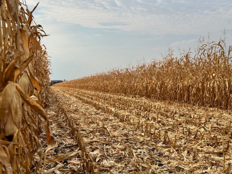 Ucraina a recoltat 76% din suprafața totală semănată