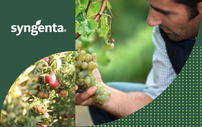 syngenta moldova