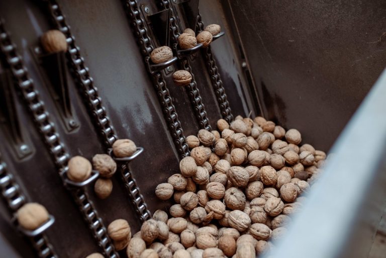 Moldova își menține poziția a cincea în topul furnizorilor de miez de nucă pentru UE