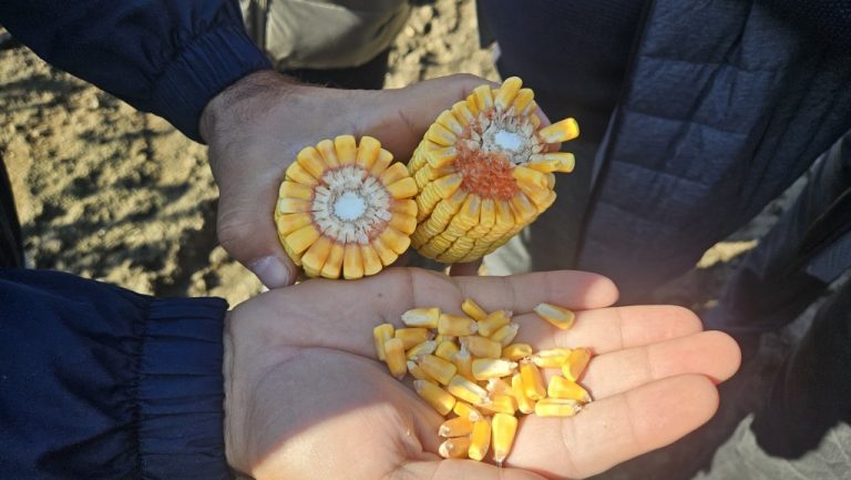 Exportul de porumb din Moldova în noul sezon: Top exportatori și destinații