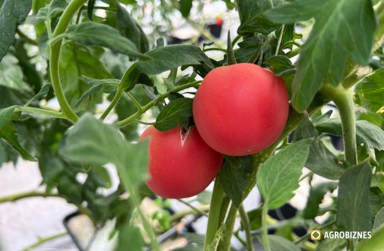 Certificatul ISTA pentru semințe – instrumentul de siguranță ajuns barieră în importul semințelor