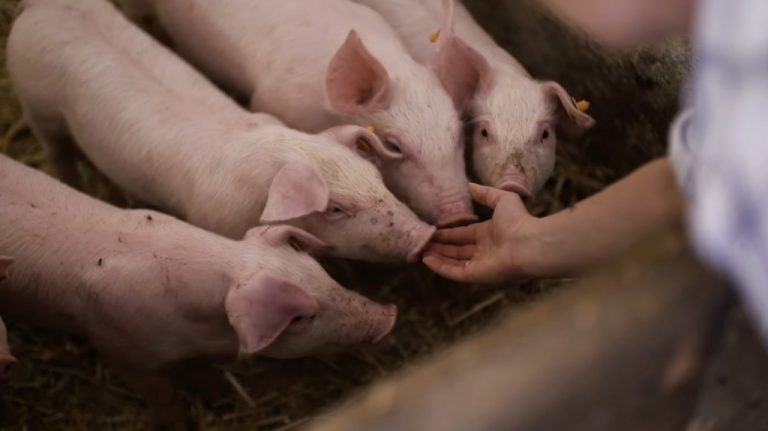 Fermierii cer despăgubiri de peste 194 de milioane de lei după pierderile provocate de pesta porcină