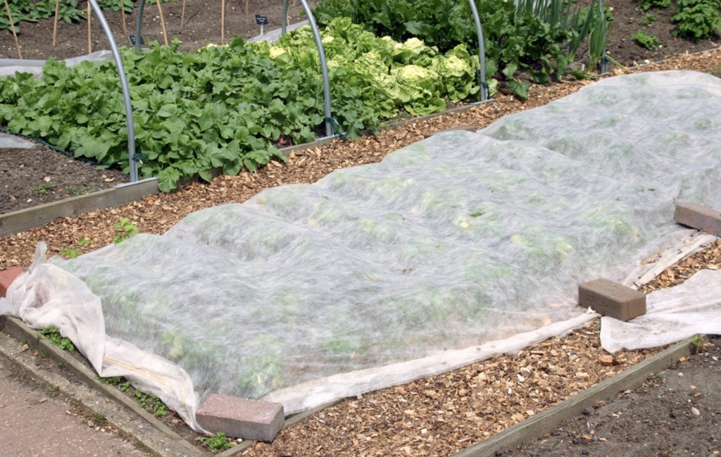 plasa protectie cartofi